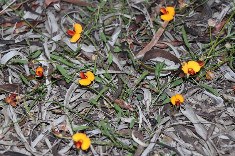 Isotropis juncea photo 2