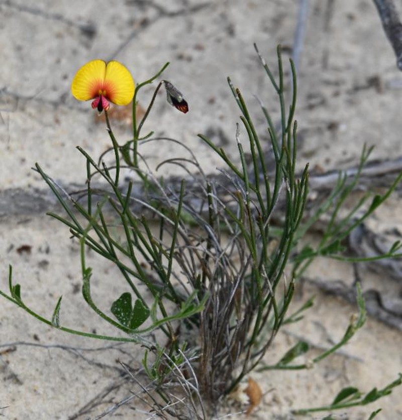 Isotropis juncea photo 5