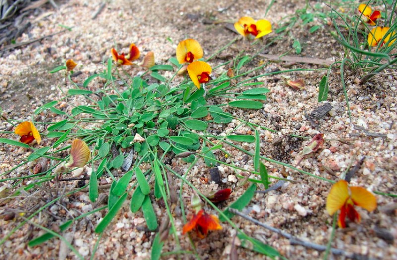 Isotropis juncea photo 6