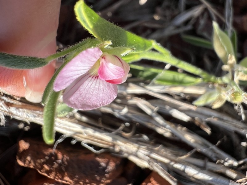 Isotropis parviflora