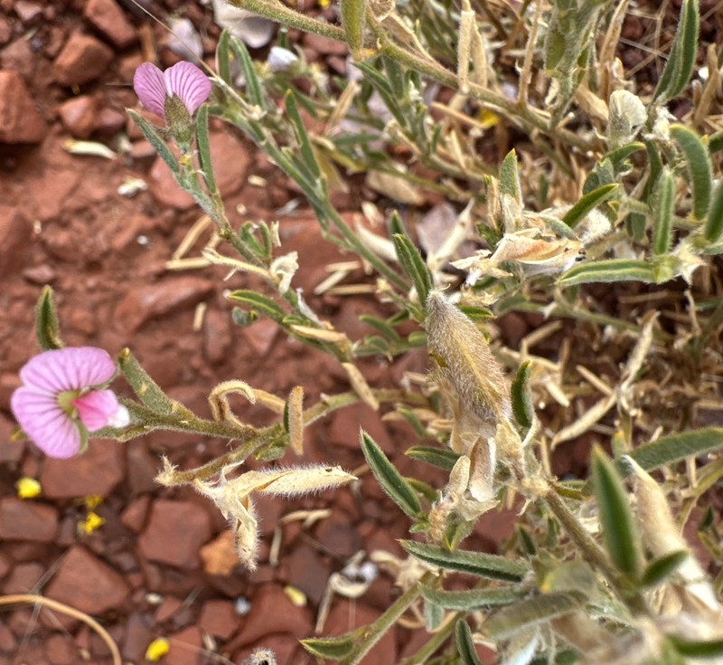 Isotropis parviflora photo 3