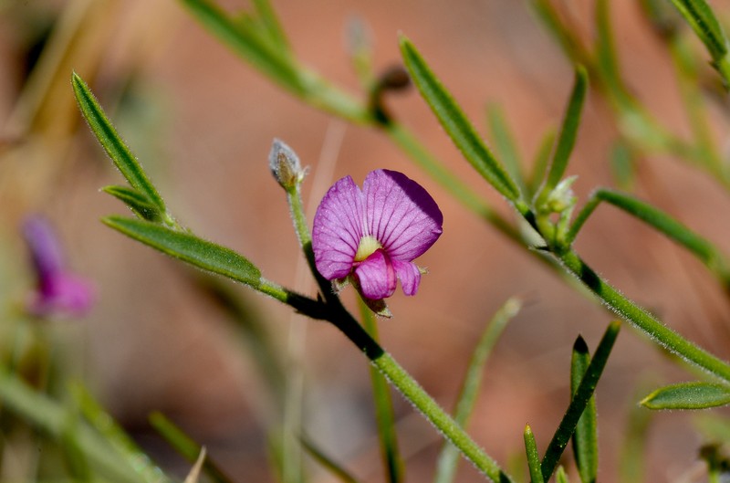 Isotropis parviflora photo 6