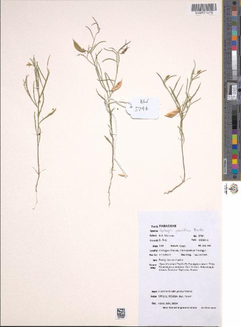 Isotropis parviflora photo 7