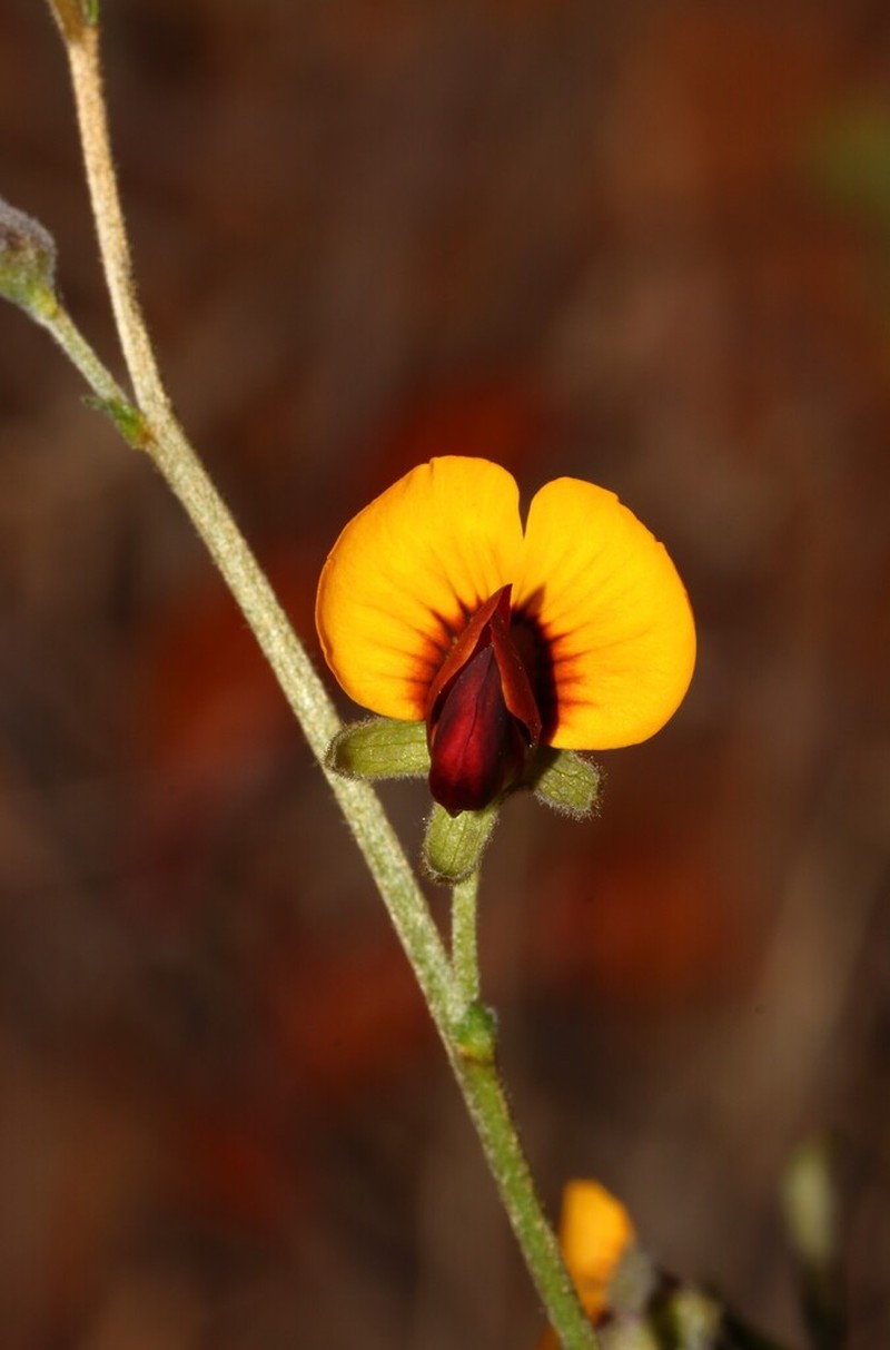 Isotropis petrensis