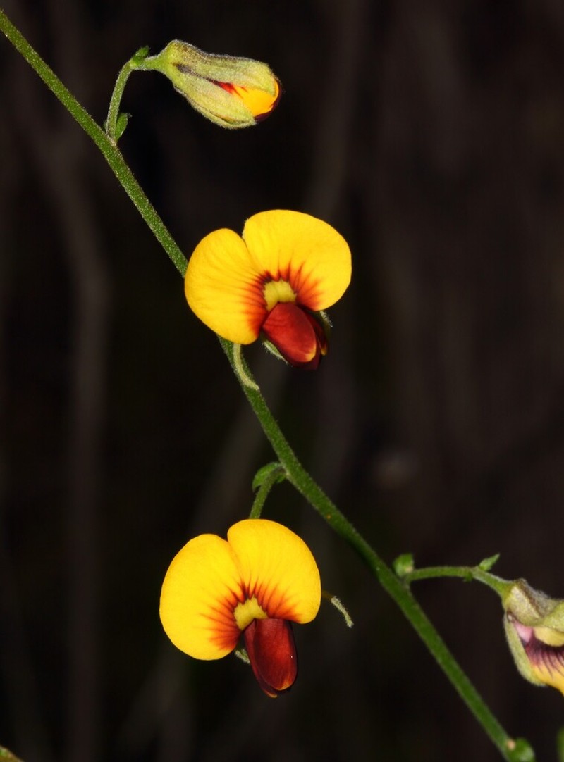 Isotropis petrensis photo 2
