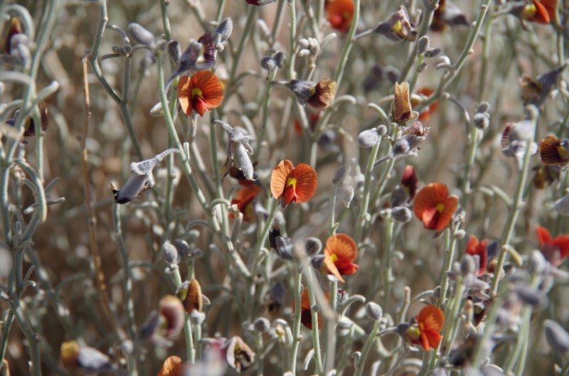 Isotropis wheeleri