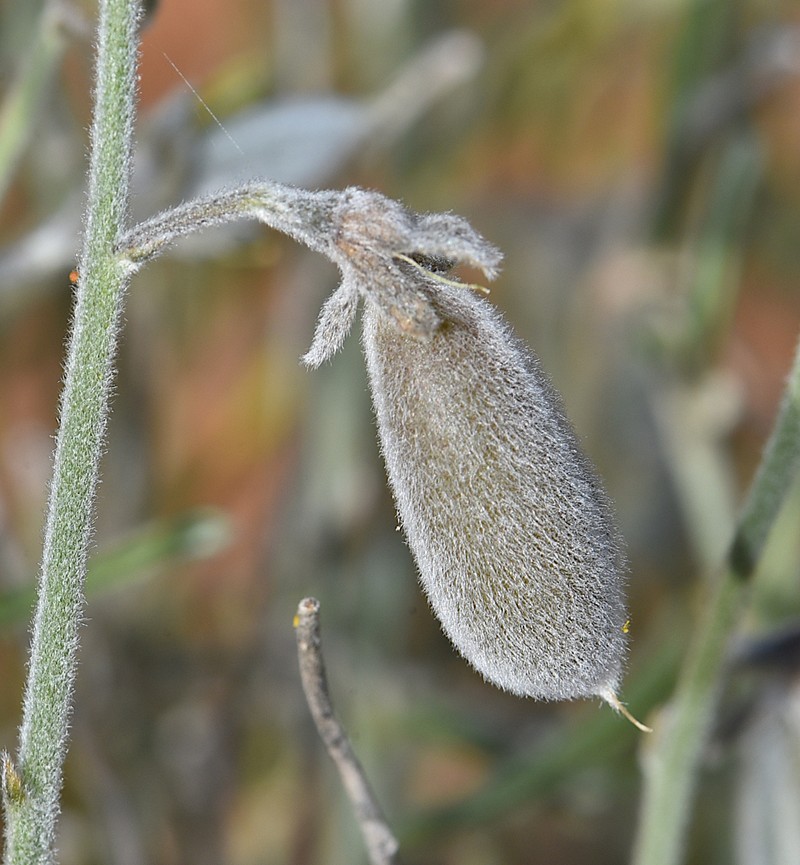 Isotropis wheeleri photo 2
