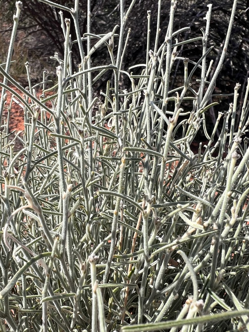 Isotropis wheeleri photo 3