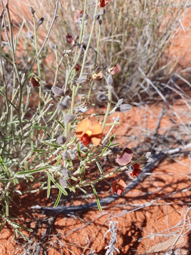 Isotropis wheeleri photo 4