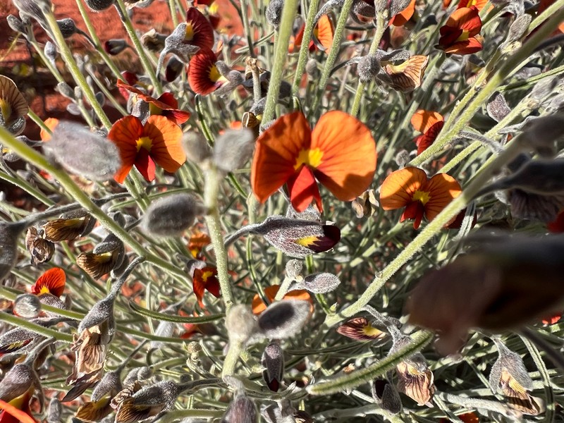 Isotropis wheeleri photo 5