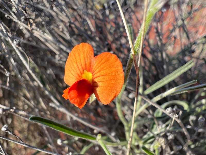 Isotropis wheeleri photo 6