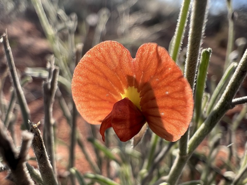 Isotropis wheeleri photo 7