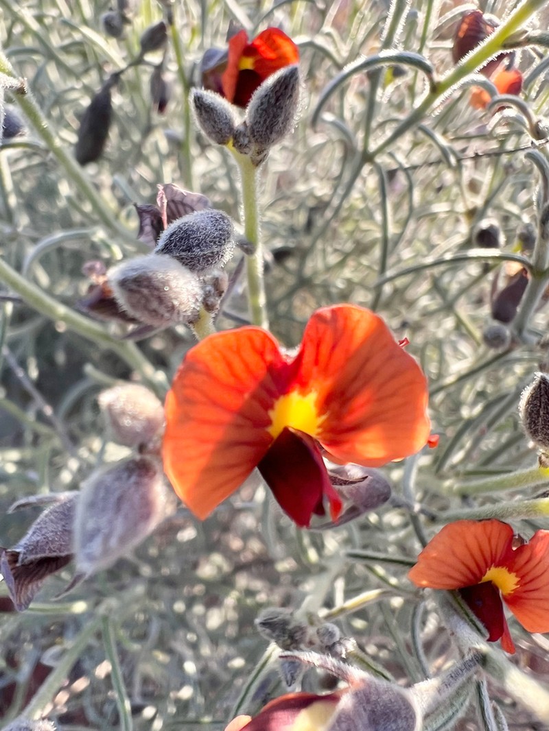 Isotropis wheeleri photo 8