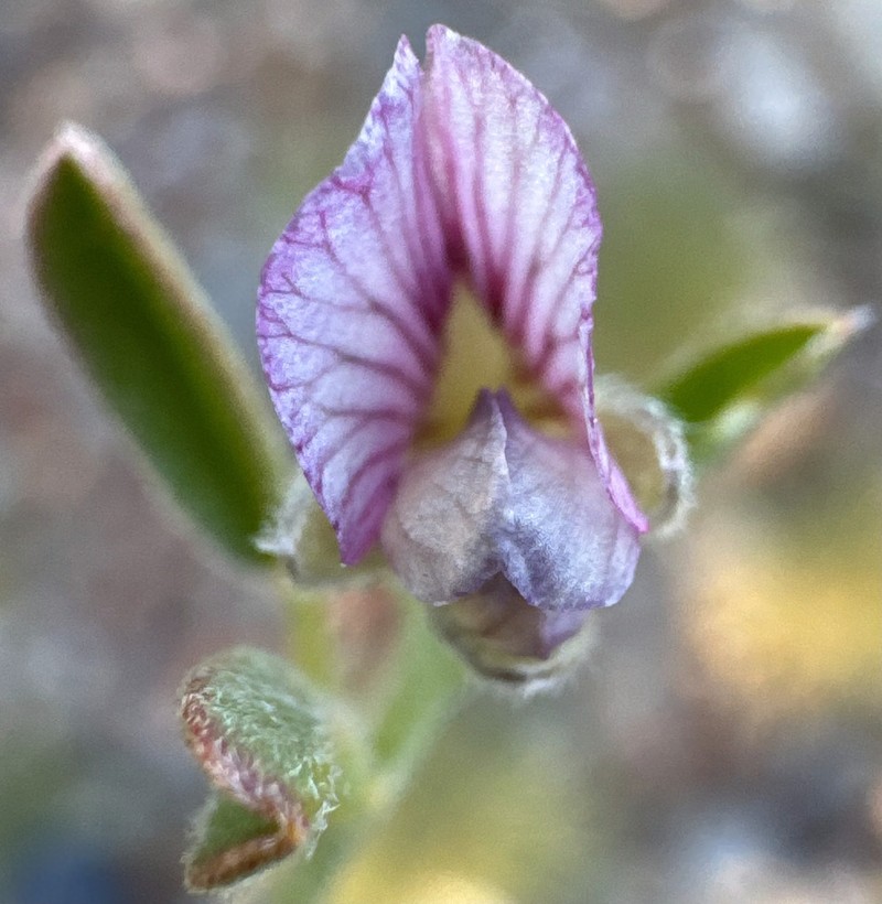 Isotropis winneckei