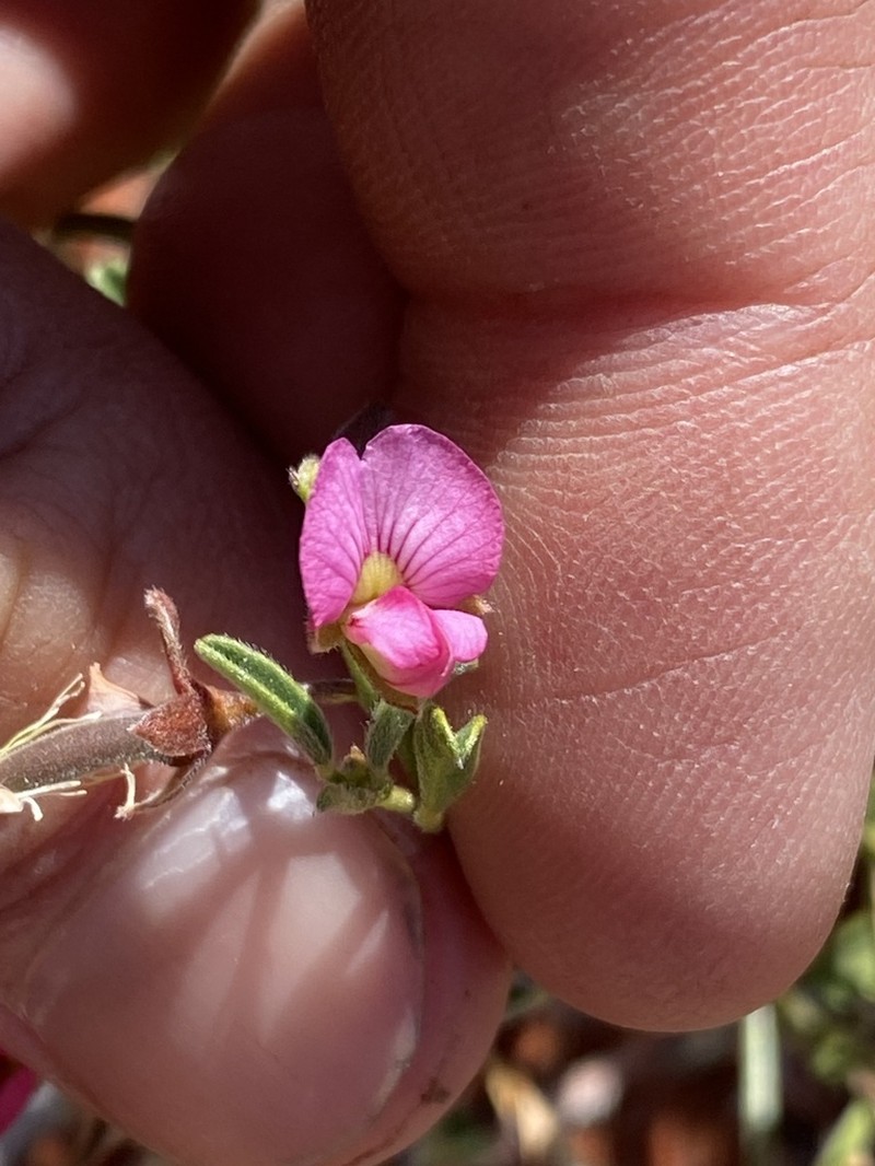 Isotropis winneckei photo 2