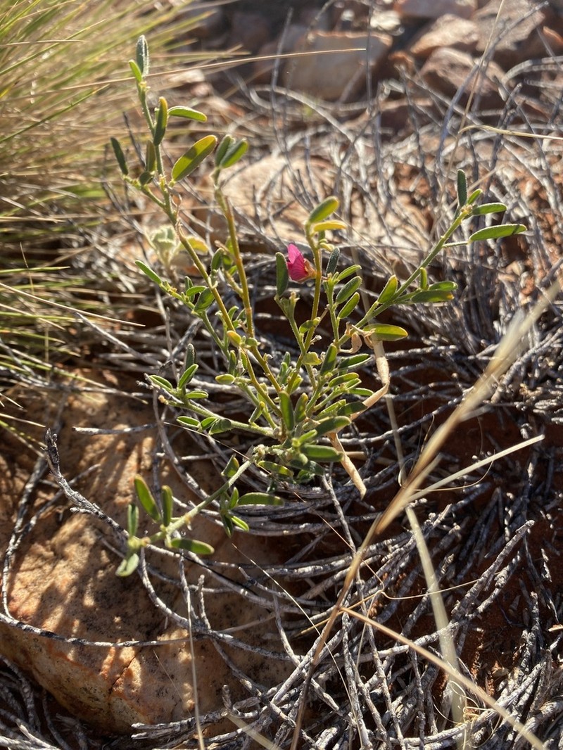Isotropis winneckei photo 3