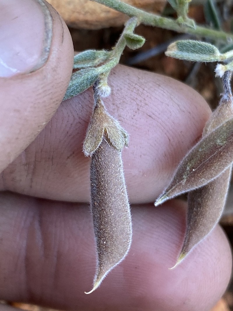 Isotropis winneckei photo 4