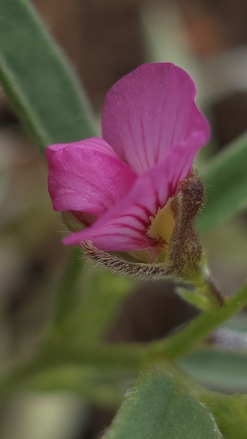 Isotropis winneckei photo 5
