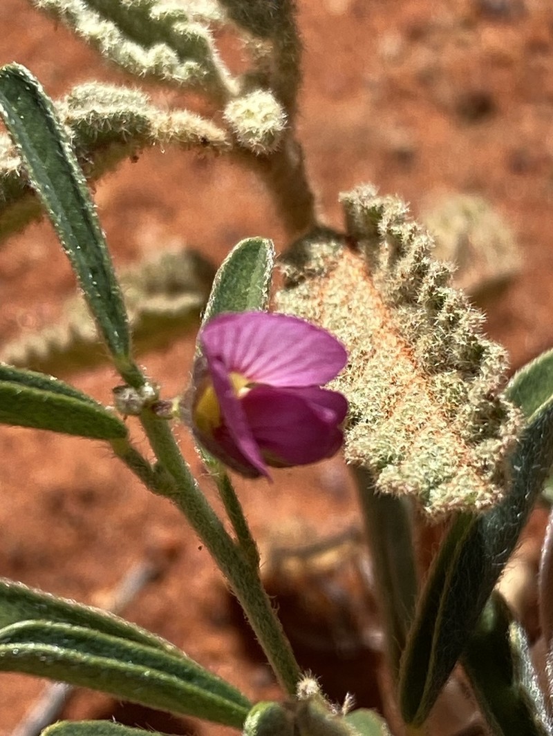 Isotropis winneckei photo 6
