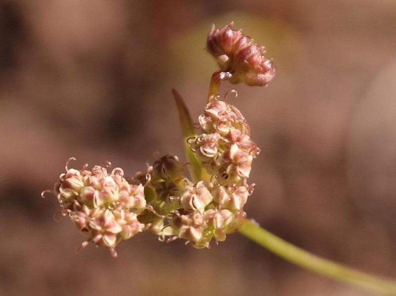 Itasina filifolia