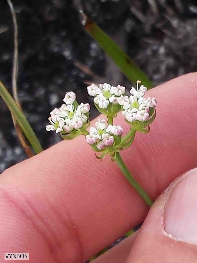 Itasina filifolia photo 2