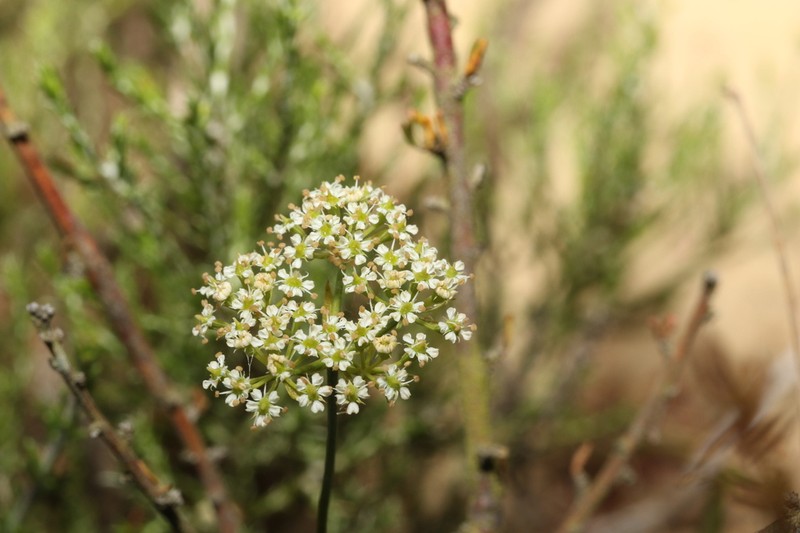 Itasina filifolia photo 3
