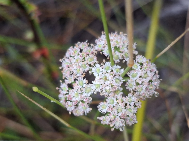 Itasina filifolia photo 4