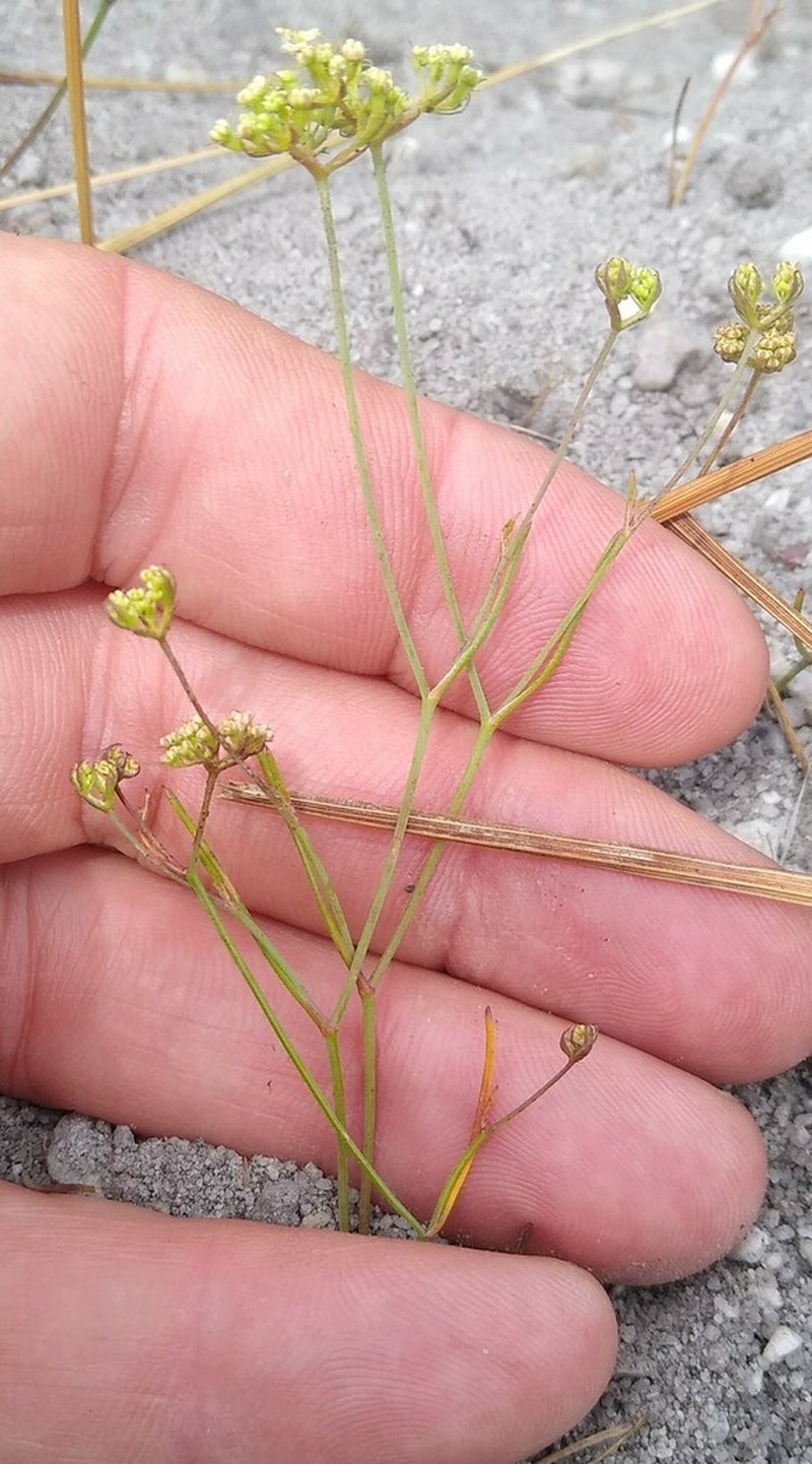 Itasina filifolia photo 5