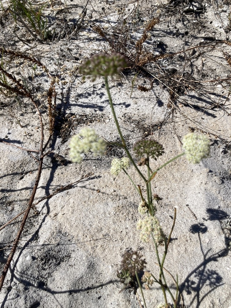Itasina filifolia photo 6
