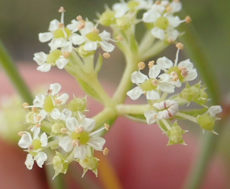 Itasina filifolia photo 7