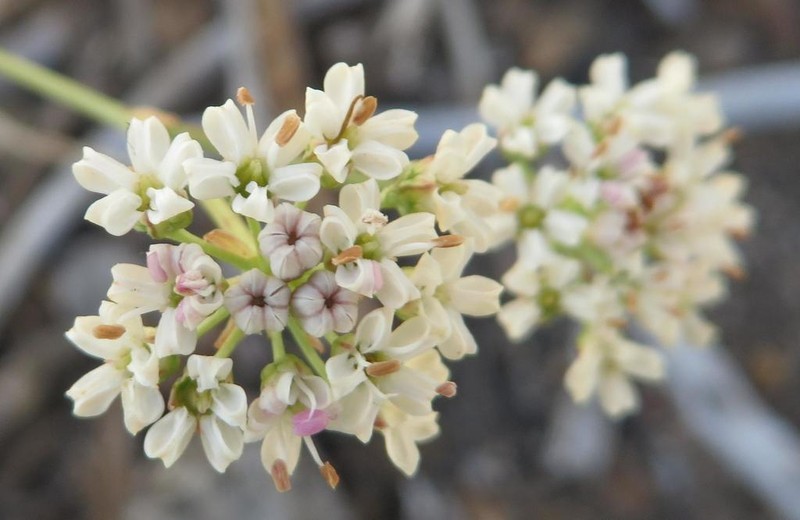 Itasina filifolia photo 8