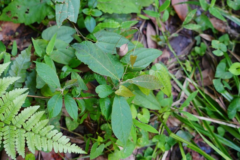 Itea chinensis