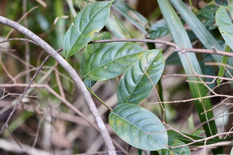 Itea chinensis photo 2