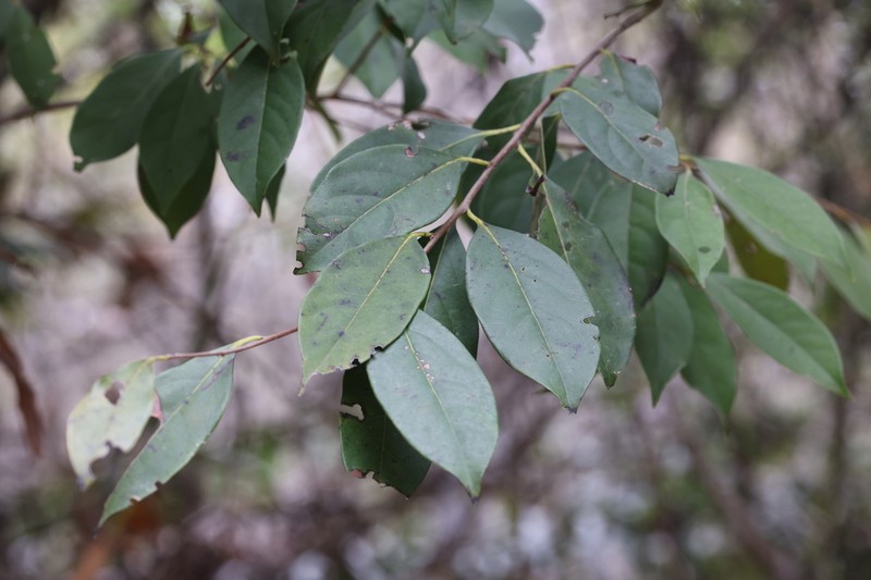 Itea chinensis photo 3