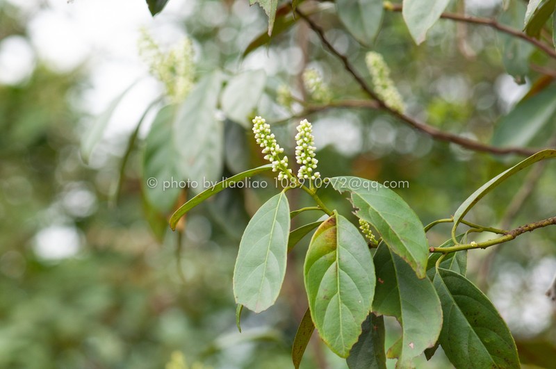 Itea chinensis photo 4