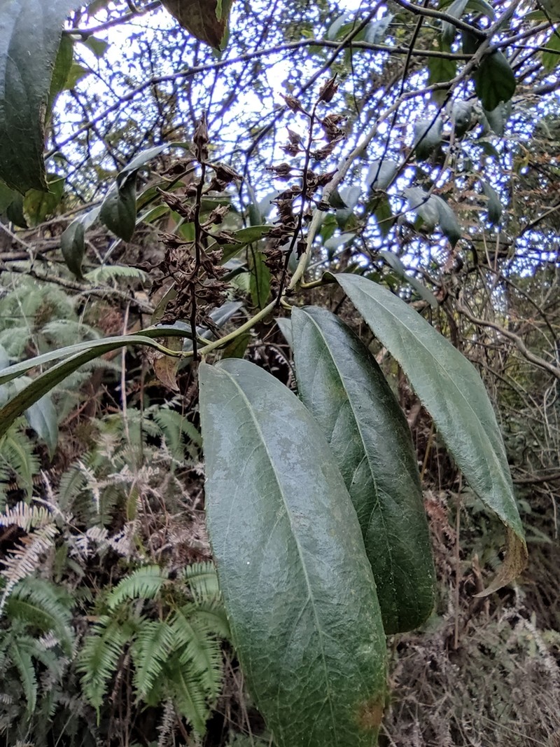 Itea chinensis photo 5