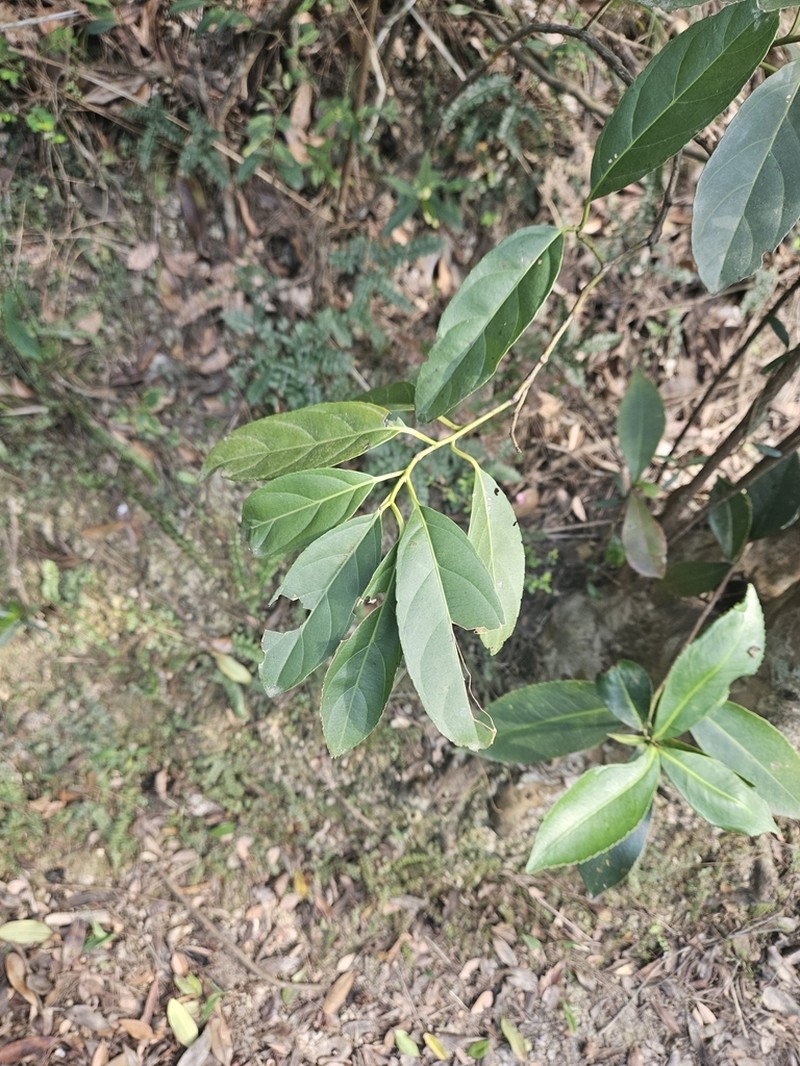 Itea chinensis photo 6