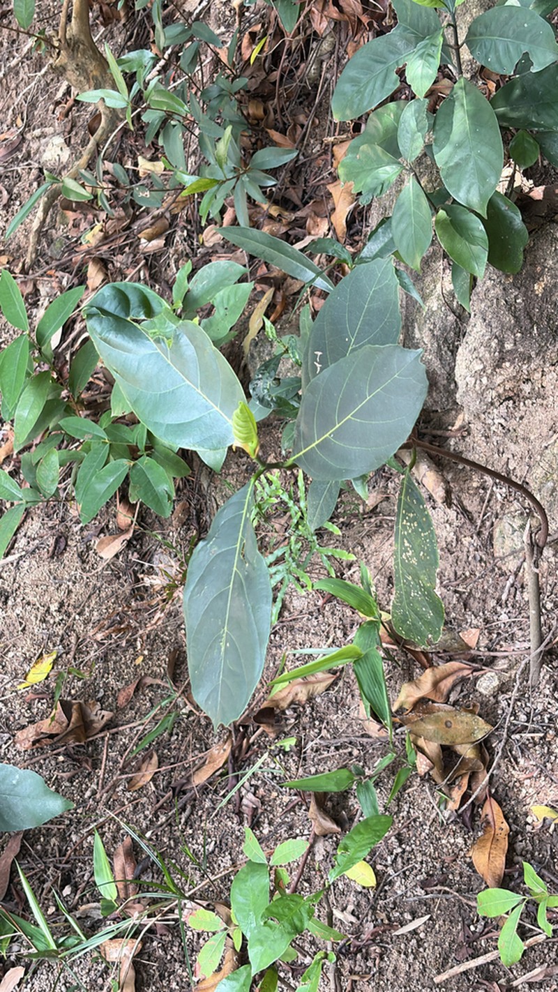 Itea chinensis photo 7