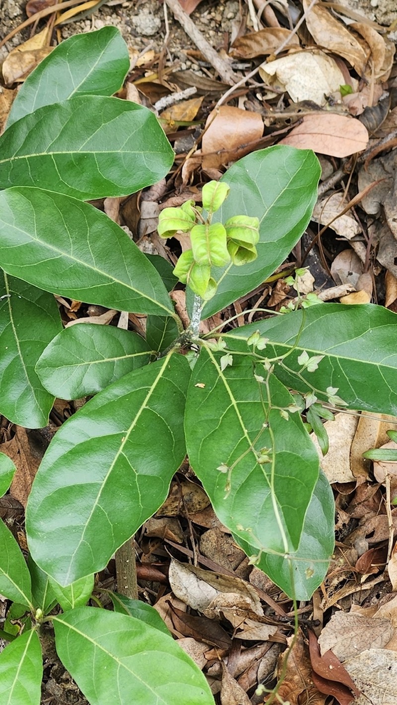 Itea chinensis photo 8