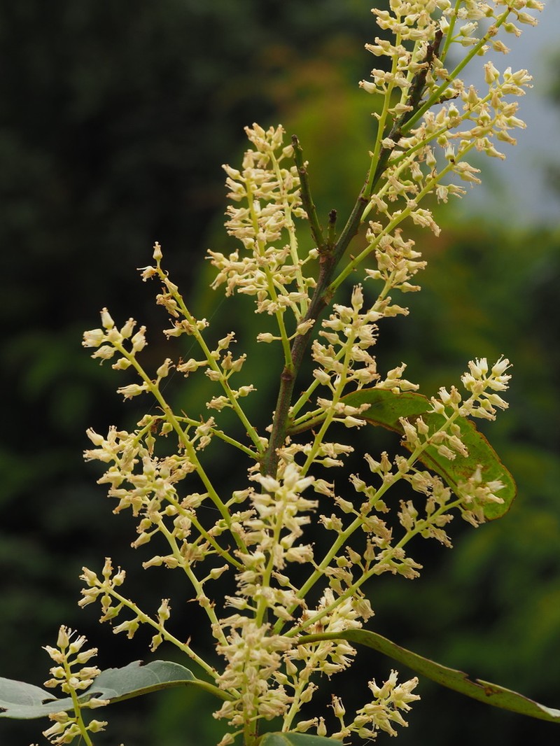 Itea coriacea