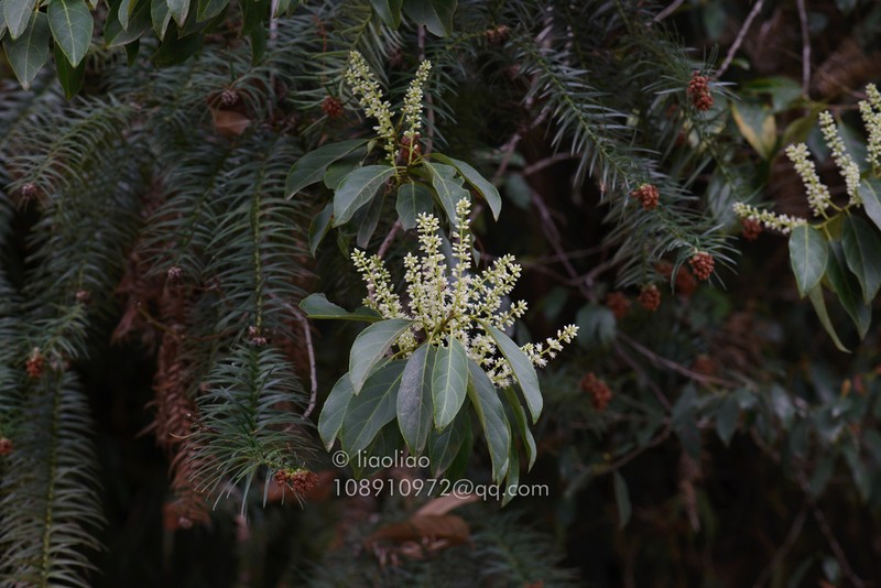 Itea coriacea photo 2