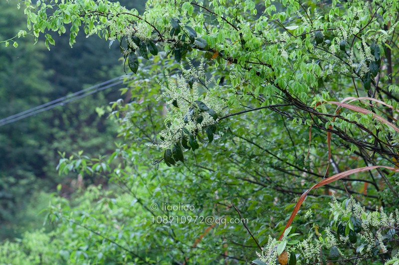 Itea coriacea photo 3