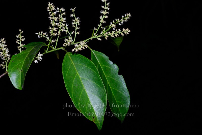 Itea coriacea photo 4