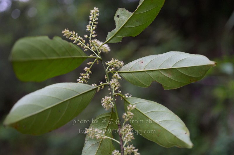 Itea coriacea photo 5