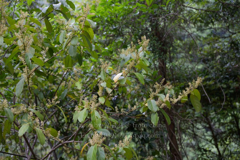 Itea coriacea photo 6