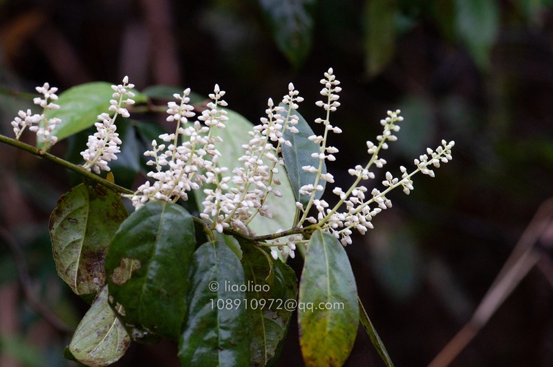 Itea coriacea photo 7