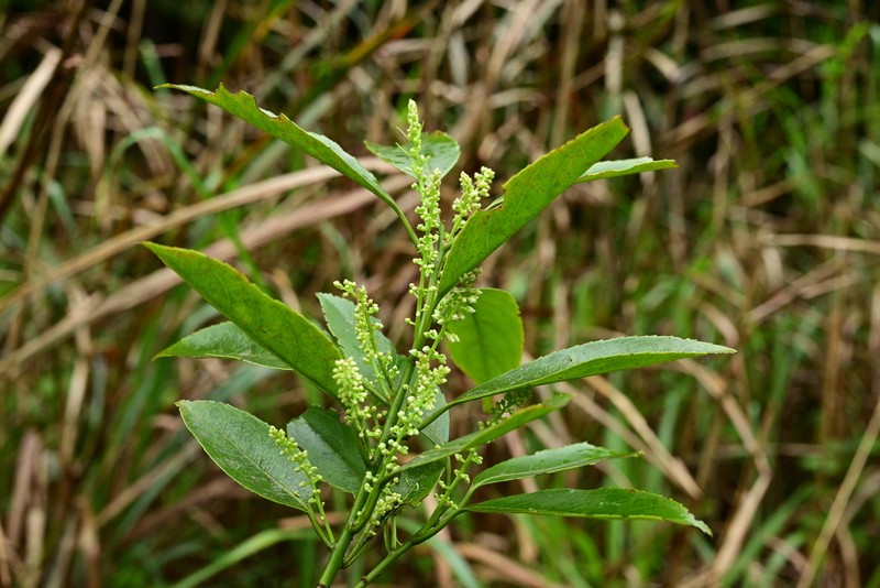 Itea coriacea photo 8