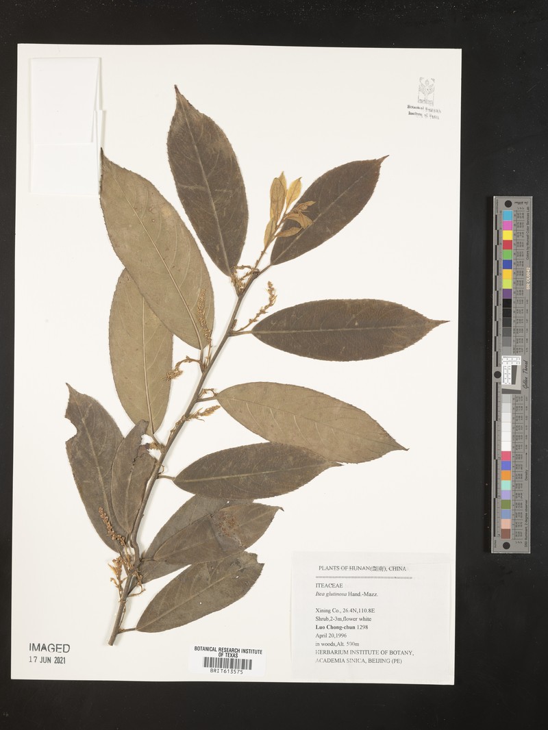 Itea glutinosa