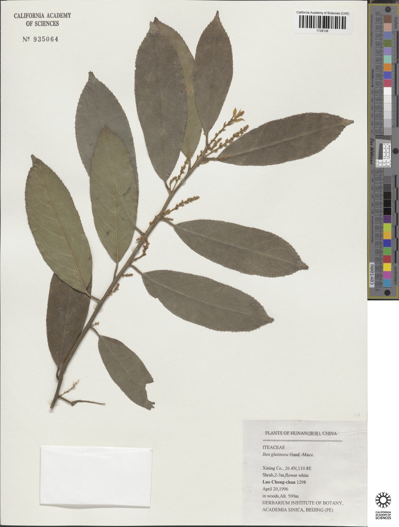 Itea glutinosa photo 2
