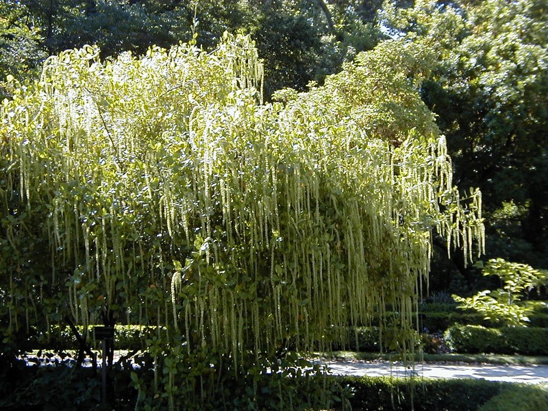 Itea ilicifolia